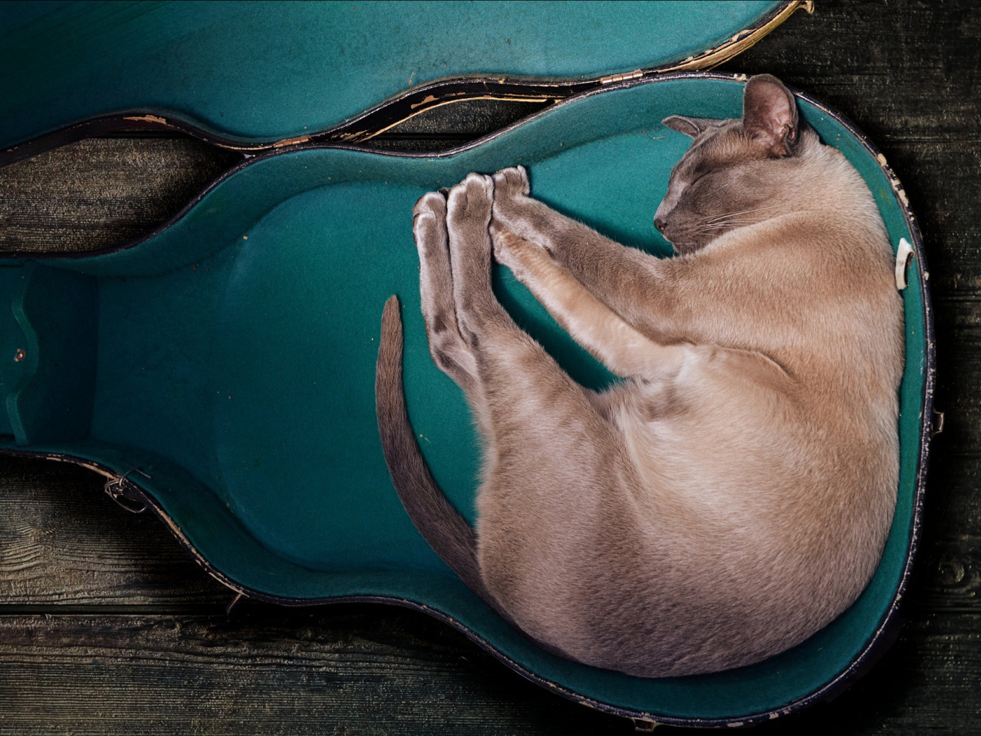 Породистый кот спит в футляре для гитары