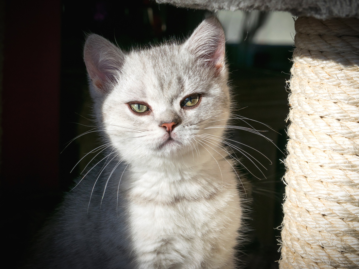 Породистый серый котенок сидит у когтеточки