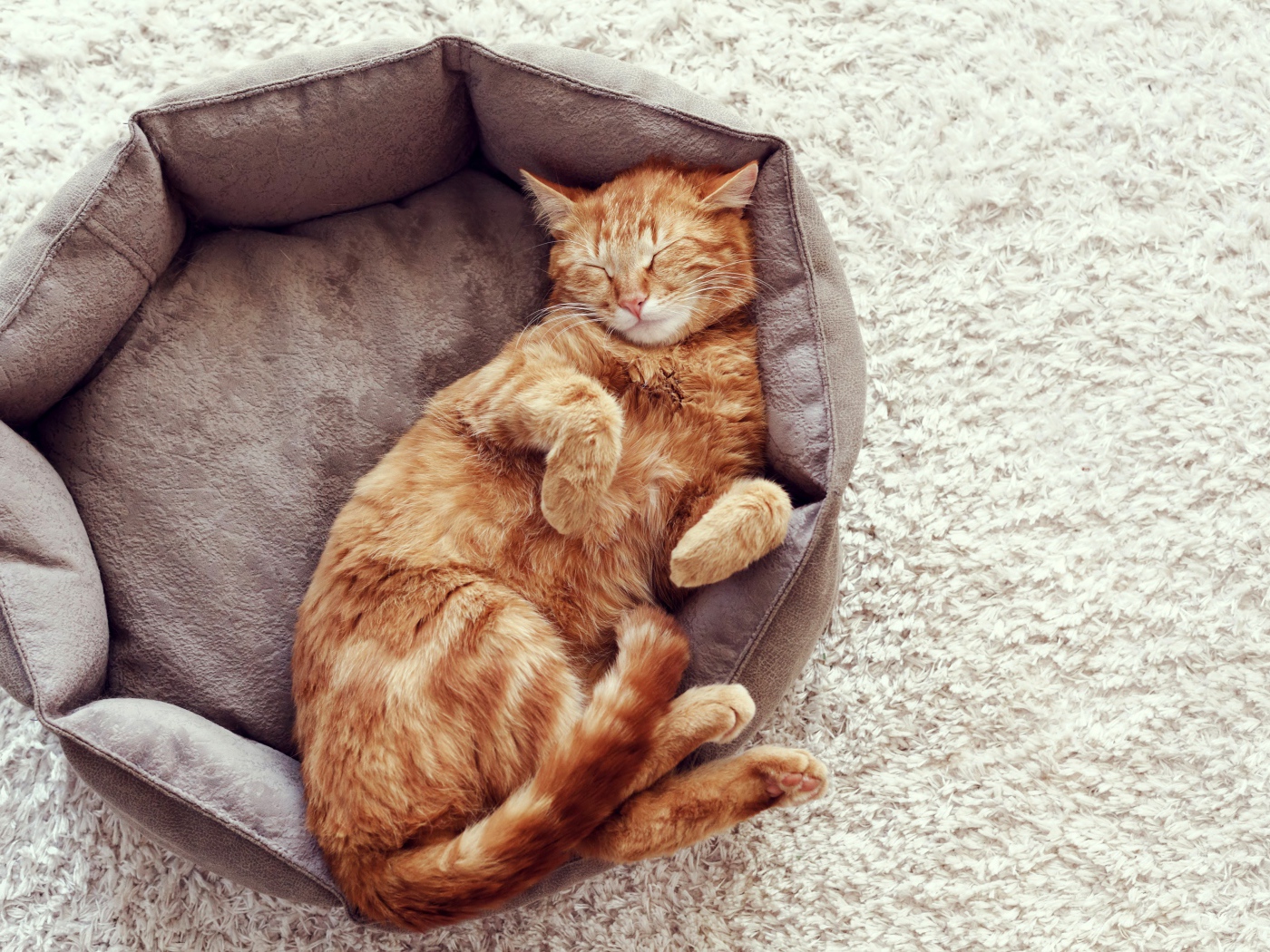 Рыжий кот спит в кровати 