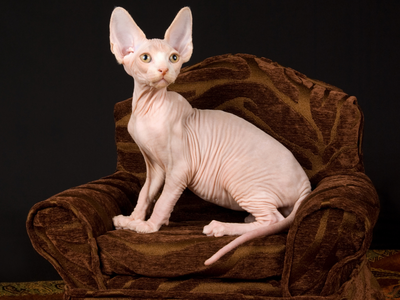 Кот породы Сфинкс сидит в кресле на черном фоне