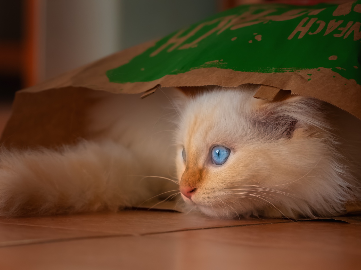 Маленький голубоглазый котенок сидит в пакете 