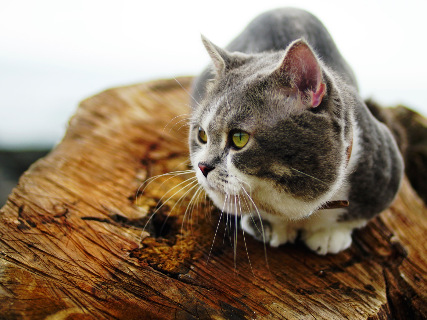 Породистый зеленоглазый кот сидит на сухом дереве