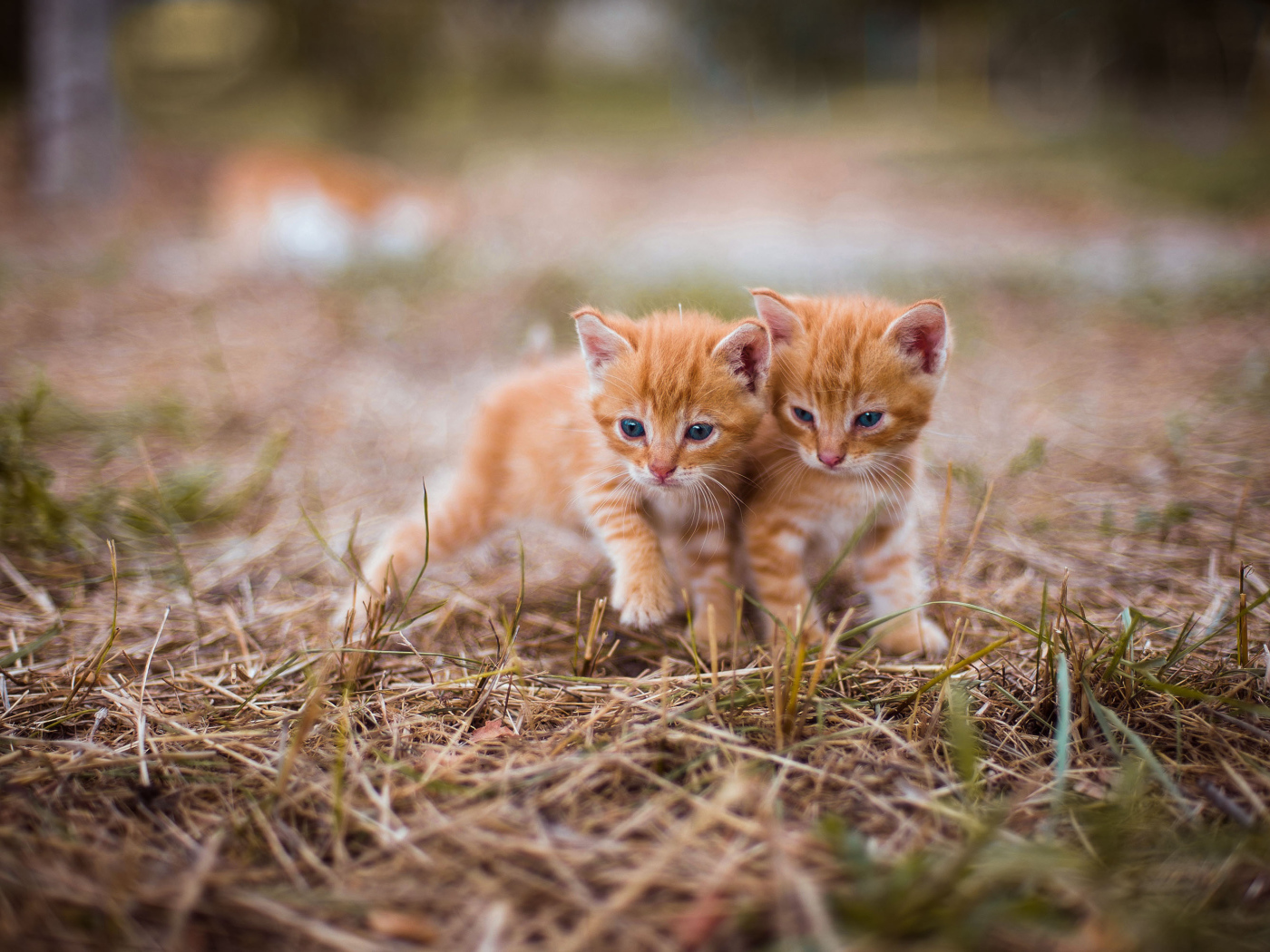 Два милых голубоглазых котенка на траве