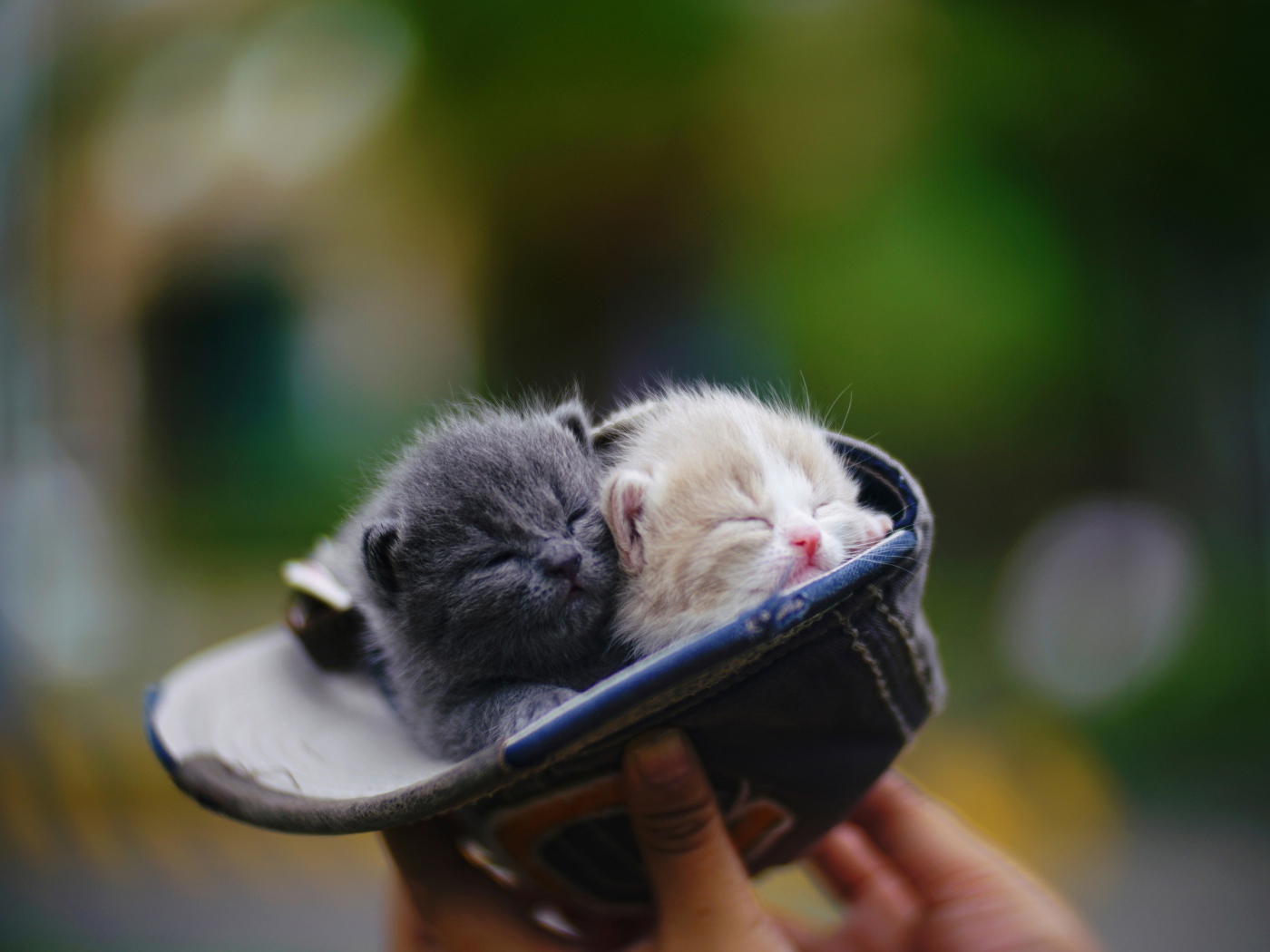 Два маленький милых котенка в шапке 