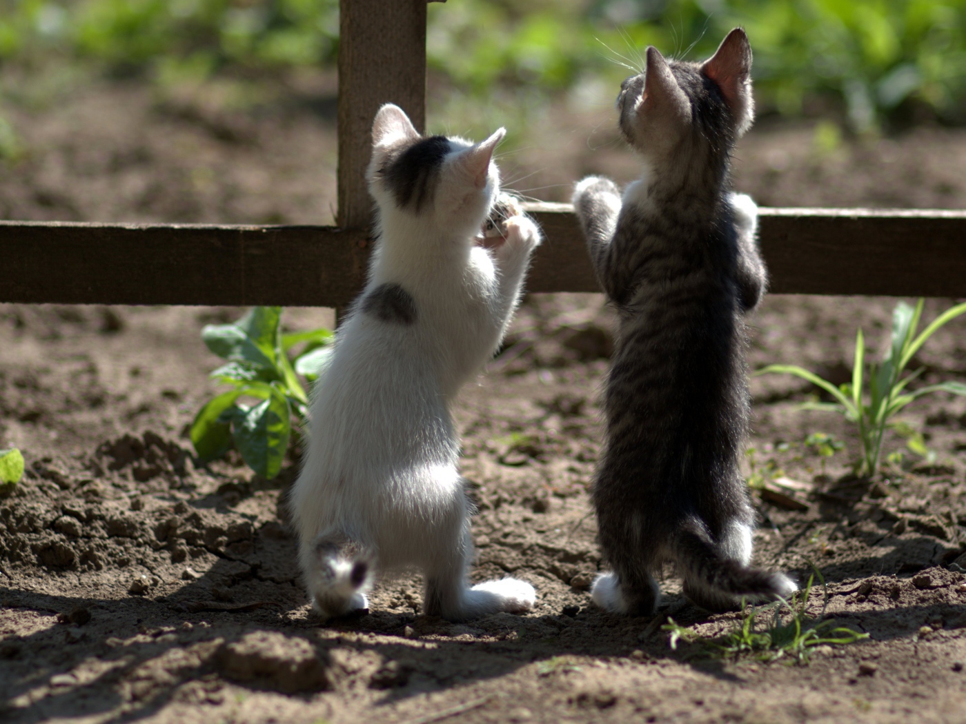 Два маленьких котенка у забора