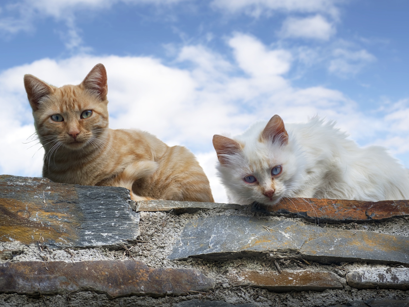 Белый и серый кот сидят на каменной стене на фоне голубого неба