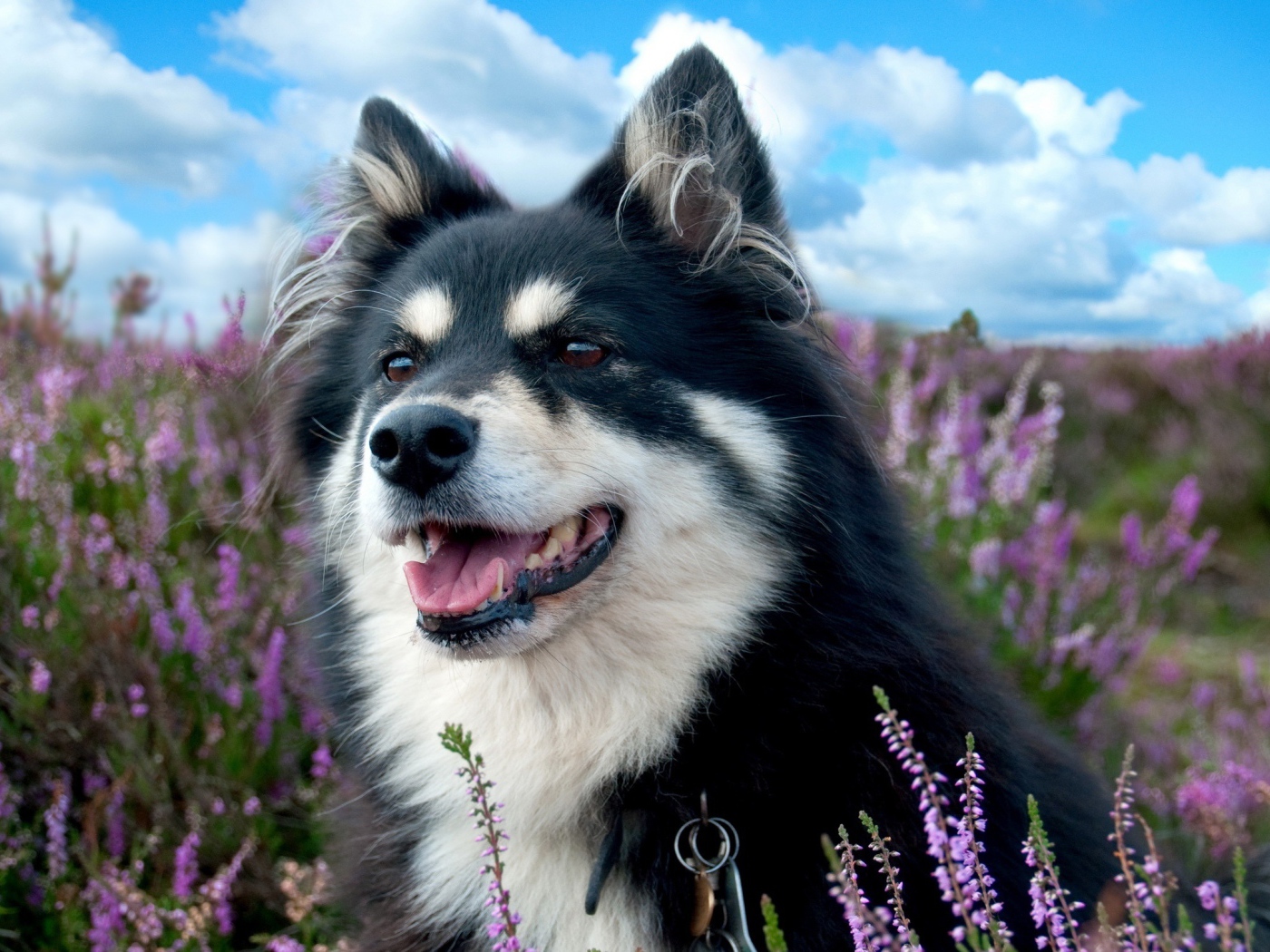 Красивая породистая собака сидит в сиреневых цветах