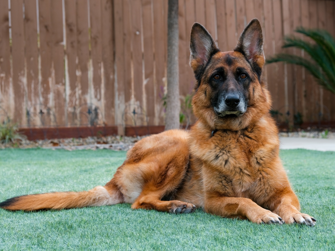 Большая красивая овчарка лежит на зеленой траве