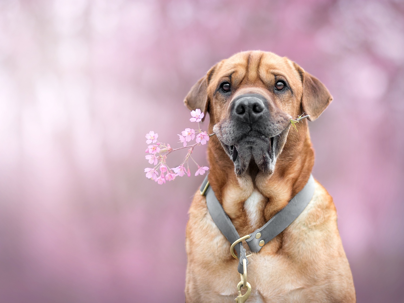 Большой пес с цветком в зубах 