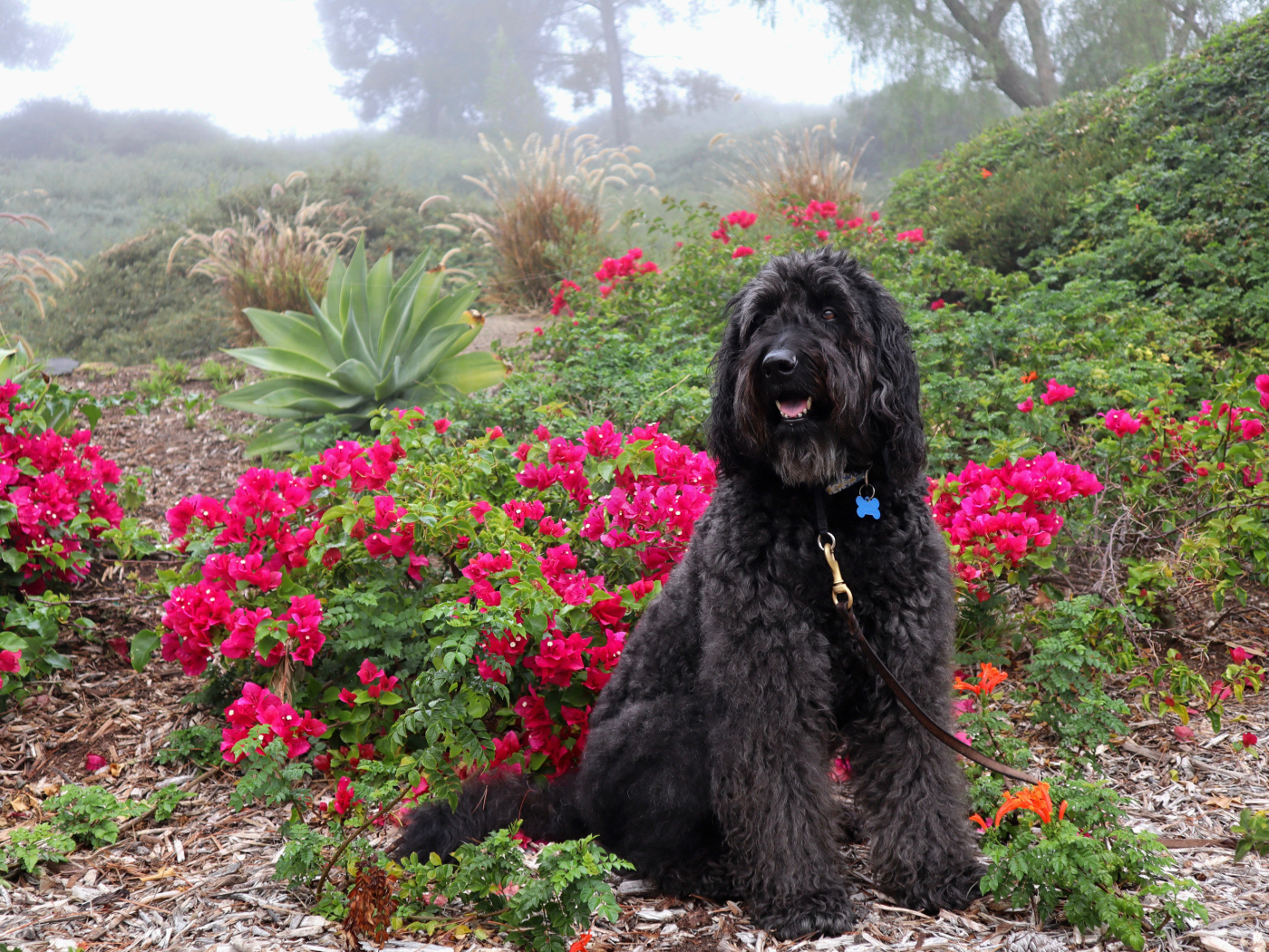Большая Испанская водяная собака сидит у красных цветов
