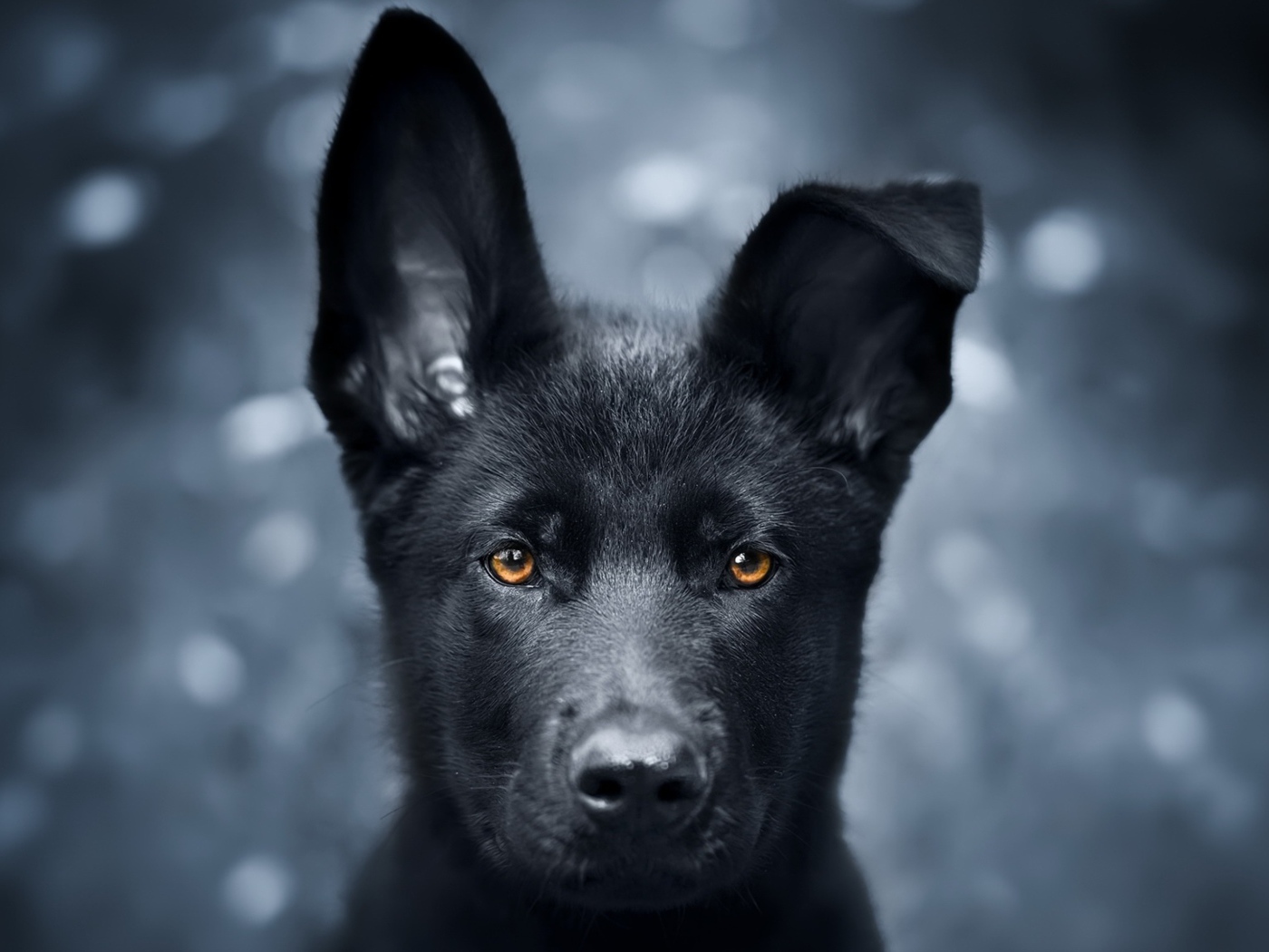 Черный щенок овчарки с опущенным ухом 