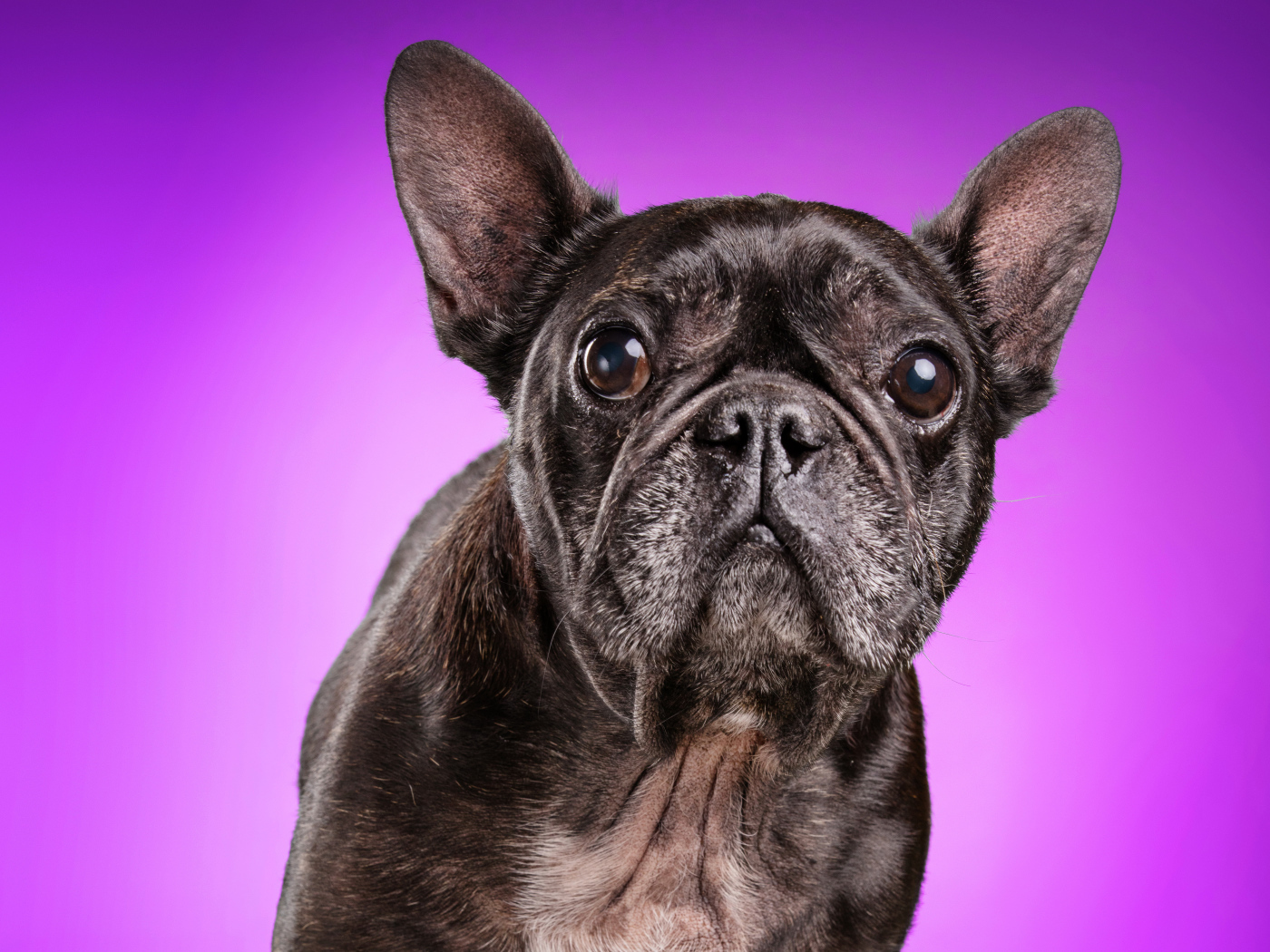 Черный бульдог на сиреневом фоне крупным планом