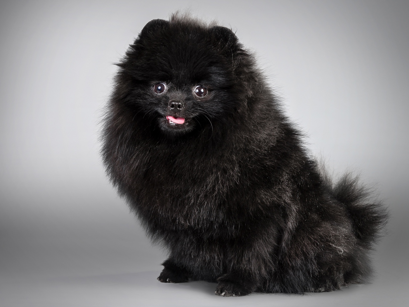 Черный пушистый шпиц на сером фоне
