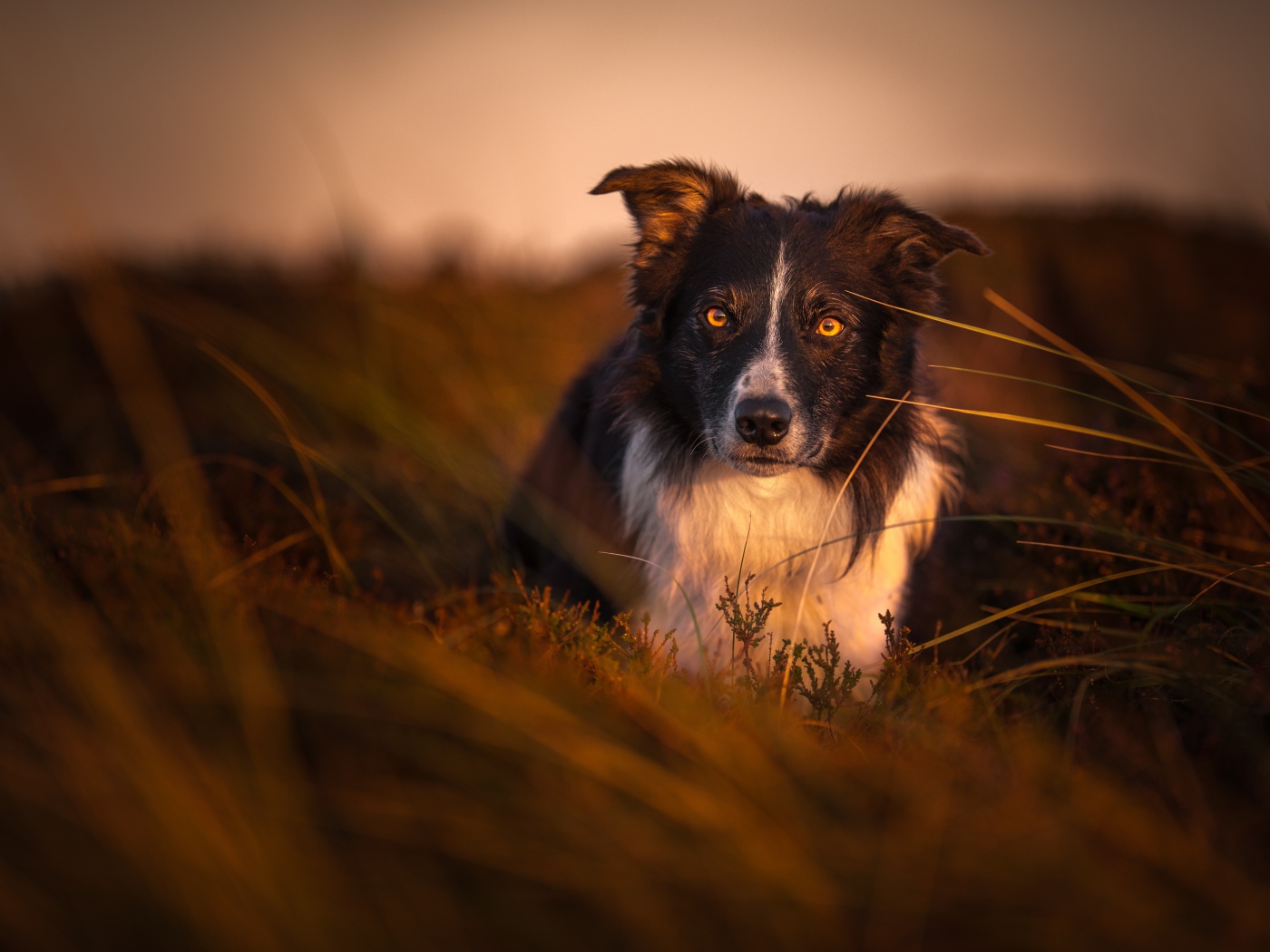 Собака породы бордер колли в траве