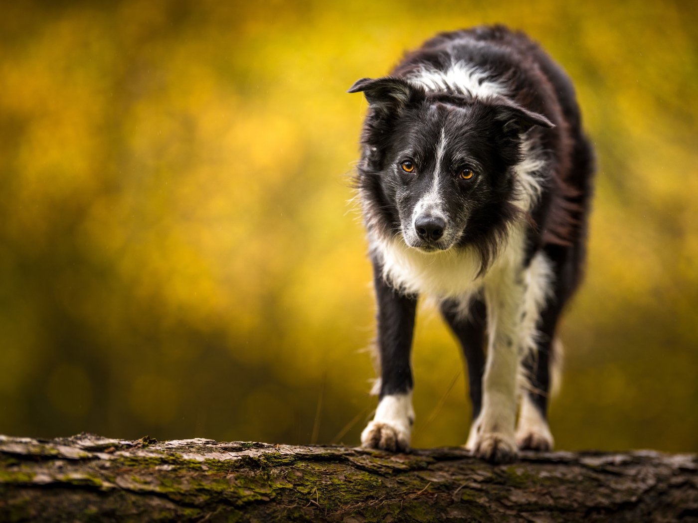Бордер колли стоит на сухом дереве 
