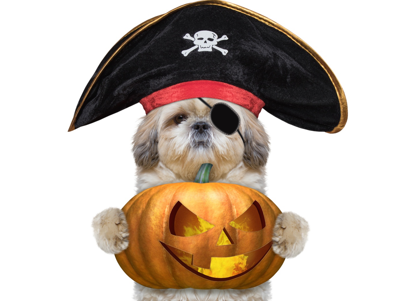 Пес в костюме пирата с тыквой на Хэллоуин 