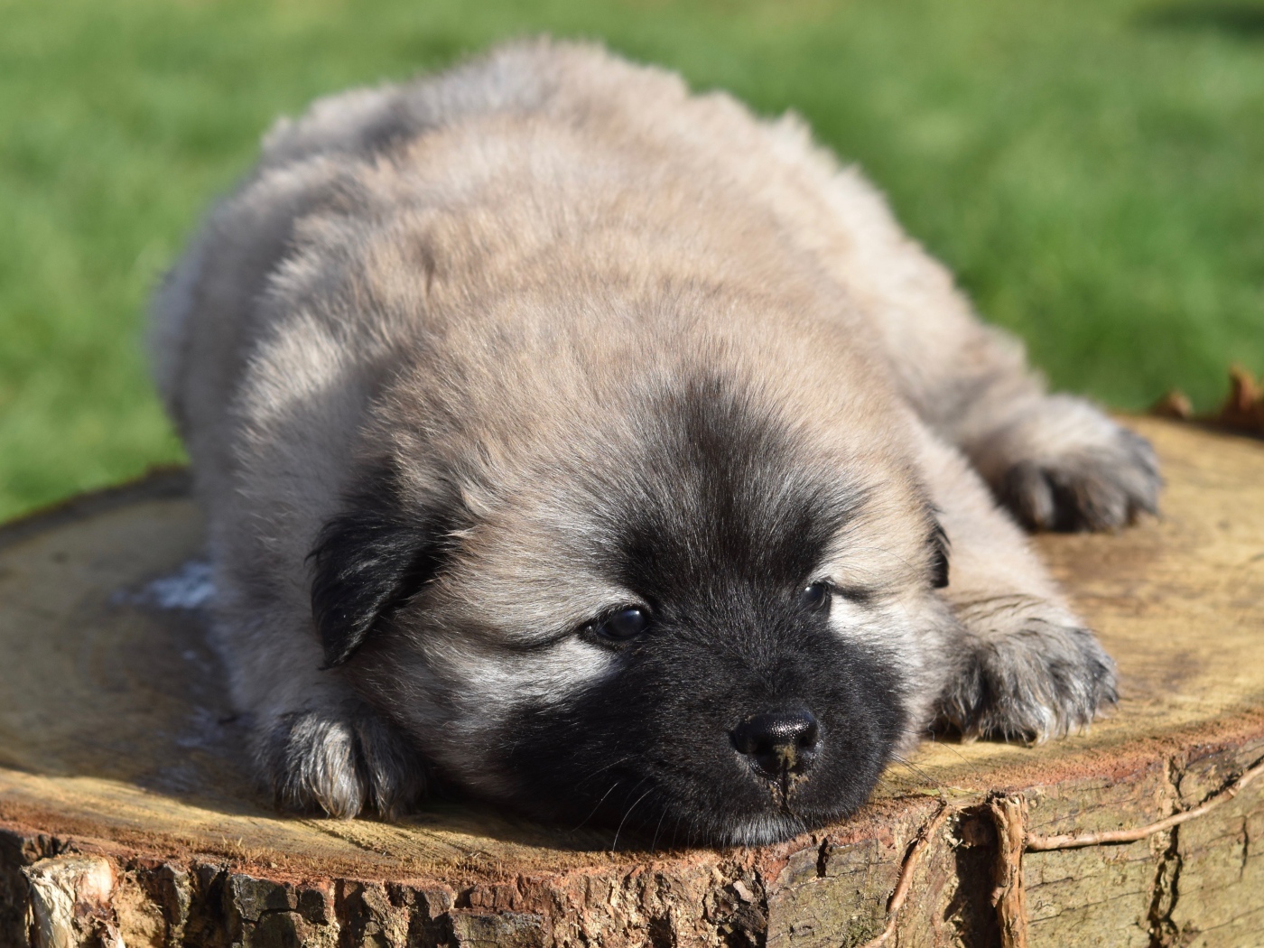 Щенок породы Евразиер лежит на пне