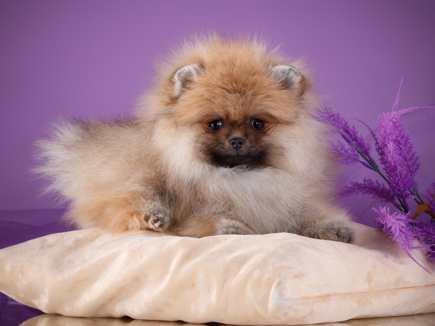 Пушистый шпиц лежит на подушке