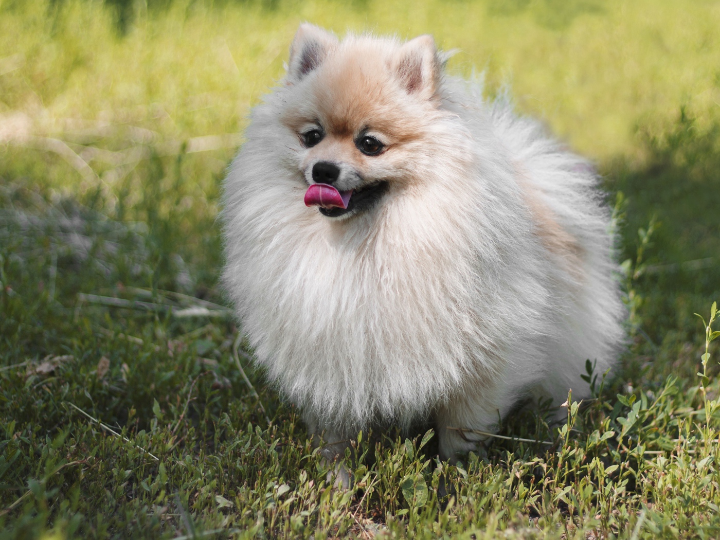 Пушистый шпиц с высунутым языком на зеленой траве
