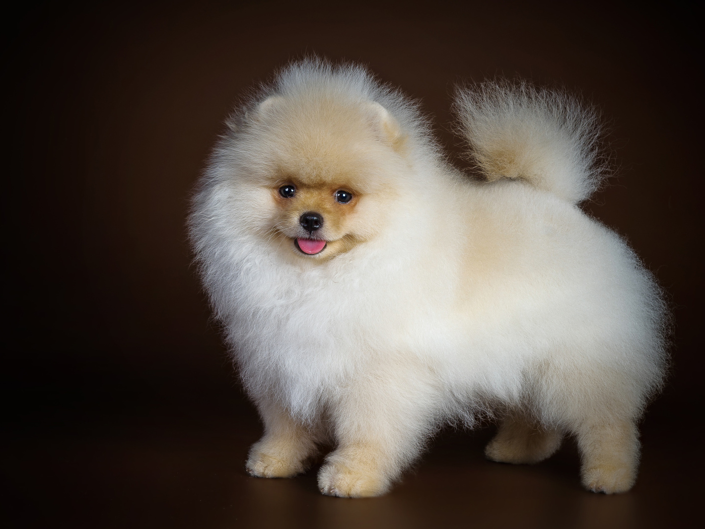 Fluffy white spitz with tongue hanging out