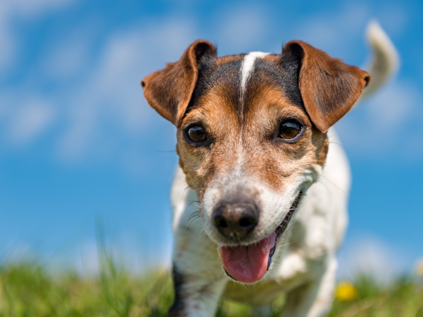 Смешной пес породы Джек-рассел-терьер крупным планом