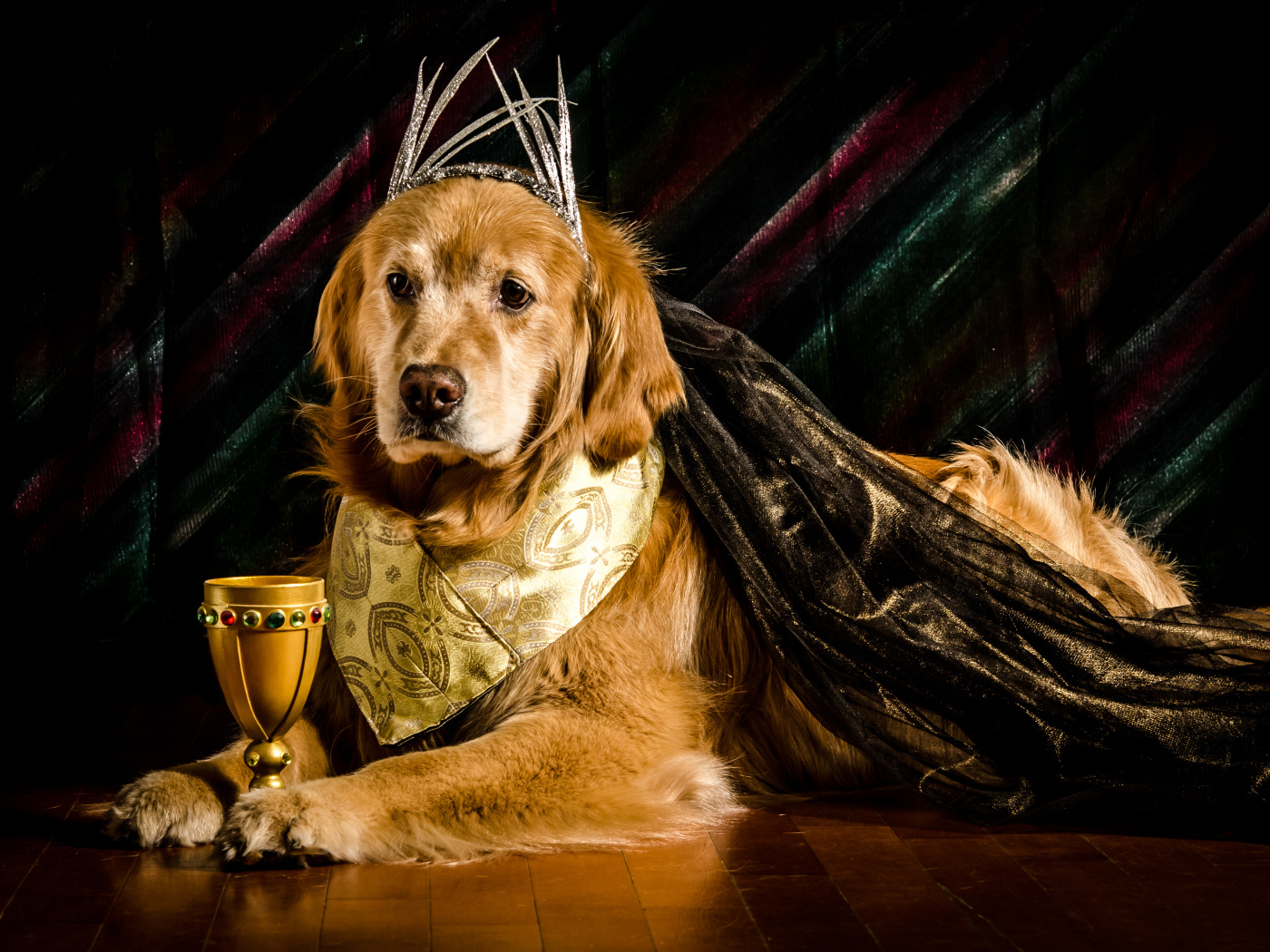 Золотистый ретривер в костюме с кубком