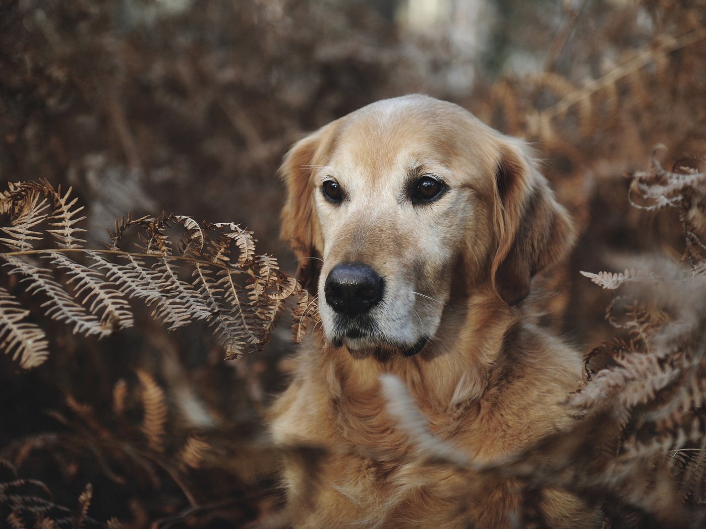 Золотистый ретривер сидит в траве 