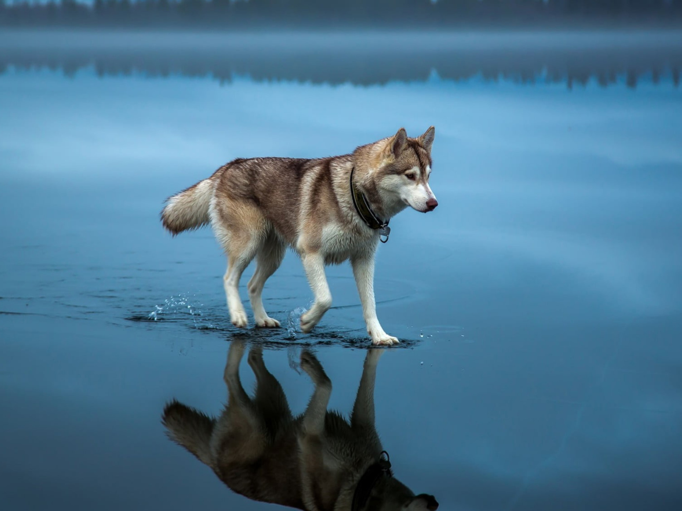 Husky is on the water