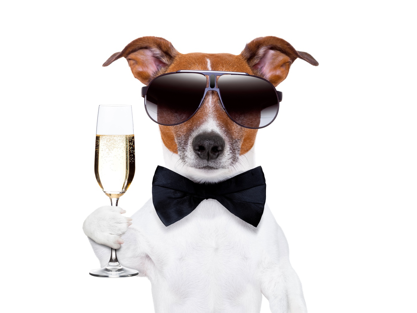 Джек рассел терьер в очках и бабочке с бокалом в руке на белом фоне
