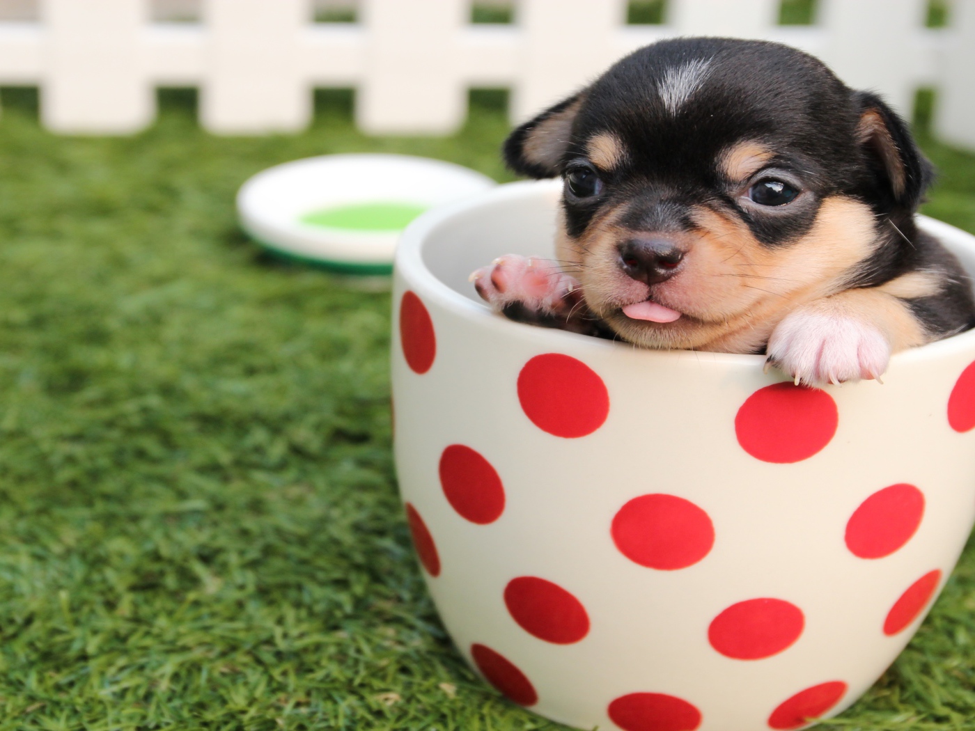 Маленький забавный щенок сидит в чашке