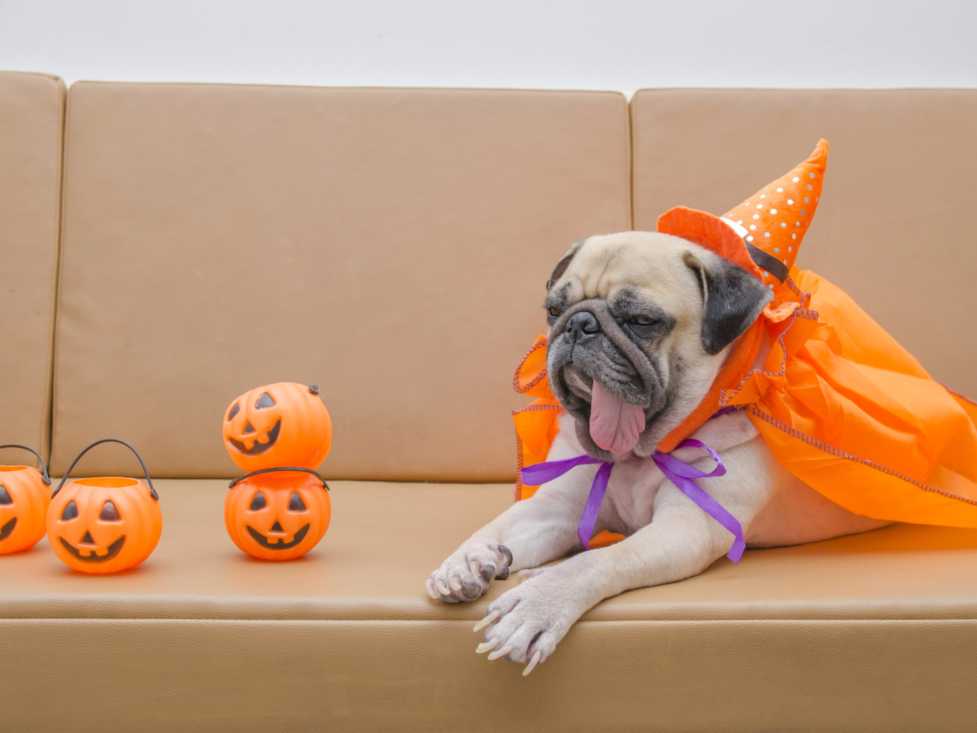 Мопс костюме на Хэллоуин лежит на диване