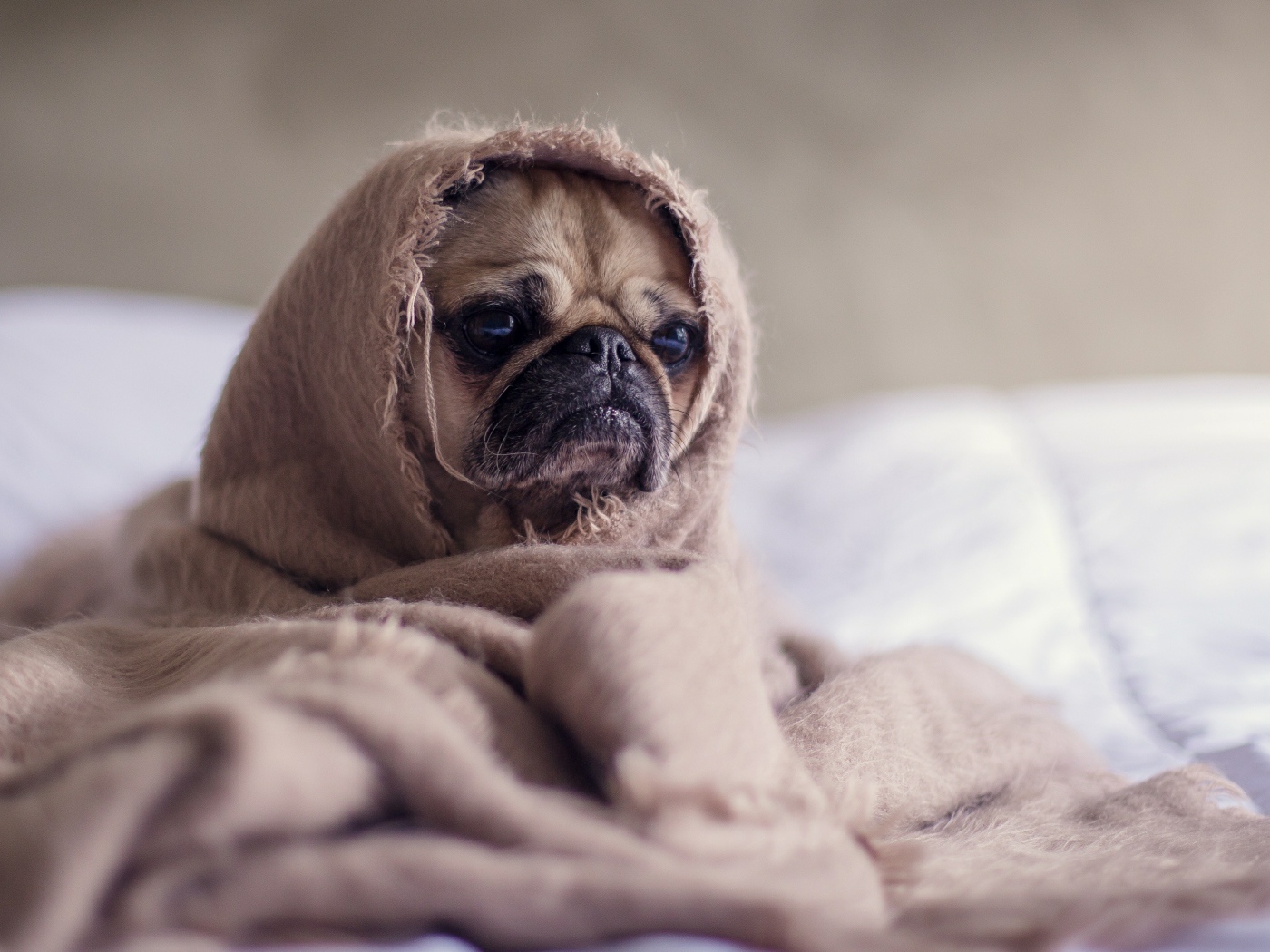 Мопс закутан в одеяло 