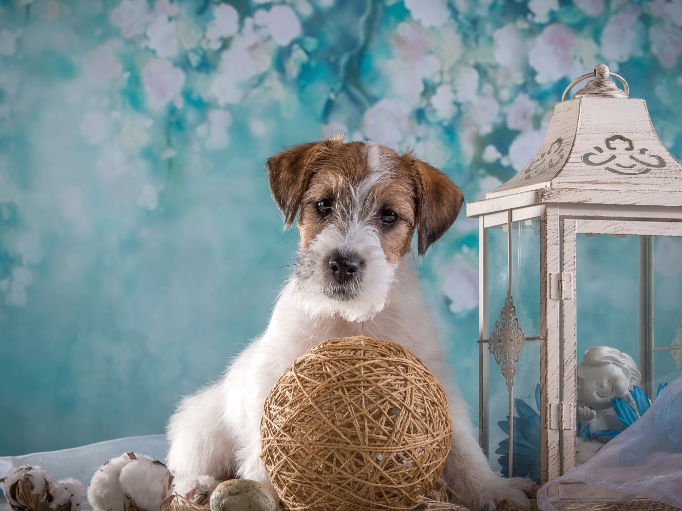 Щенок Силихем-терьер с декором