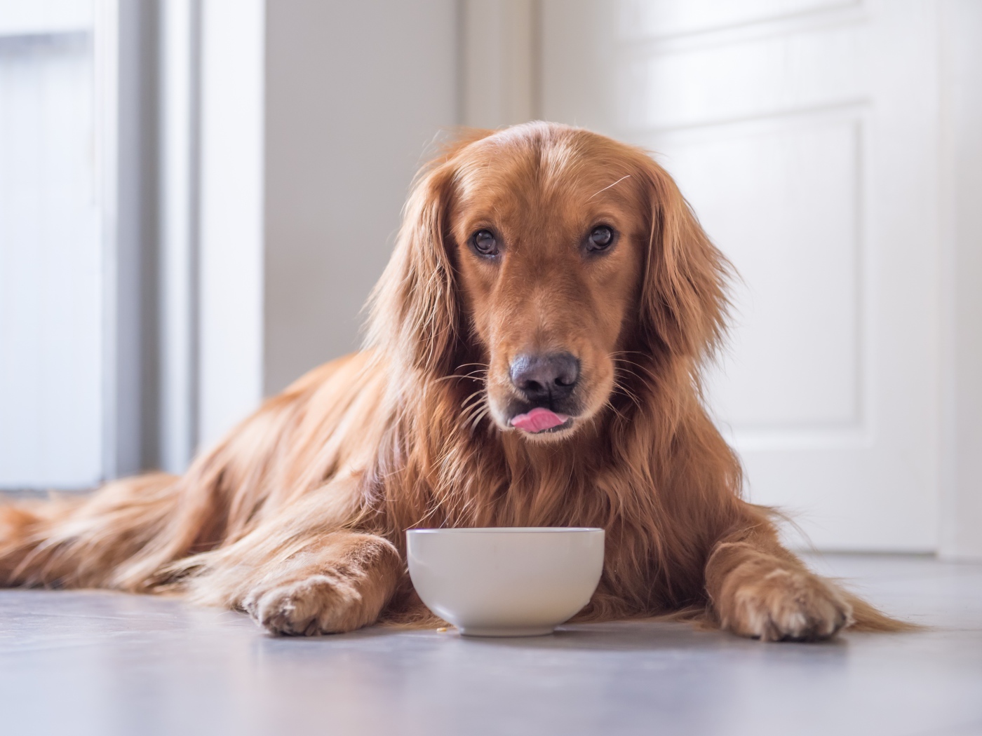 Породистая рыжая собака с чашкой 