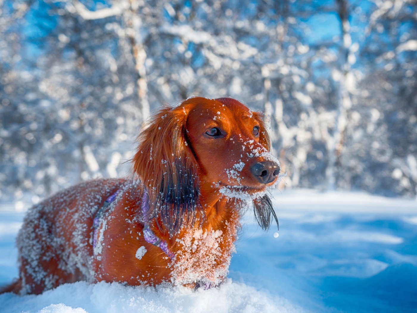 Рыжая такса в снегу зимой в лесу