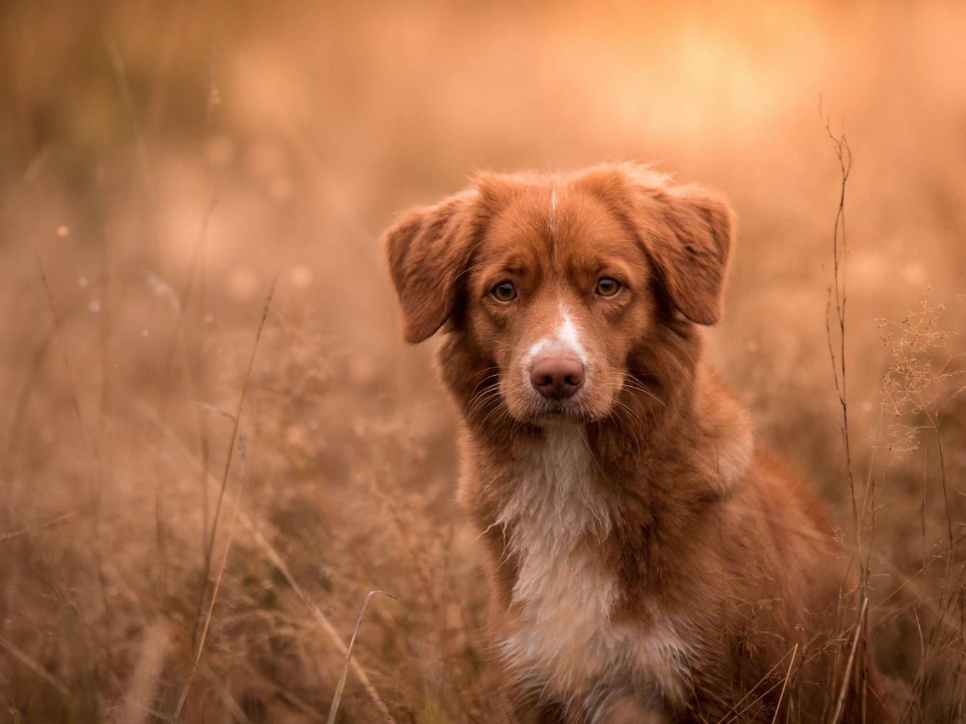 Red dog sitting in the grass