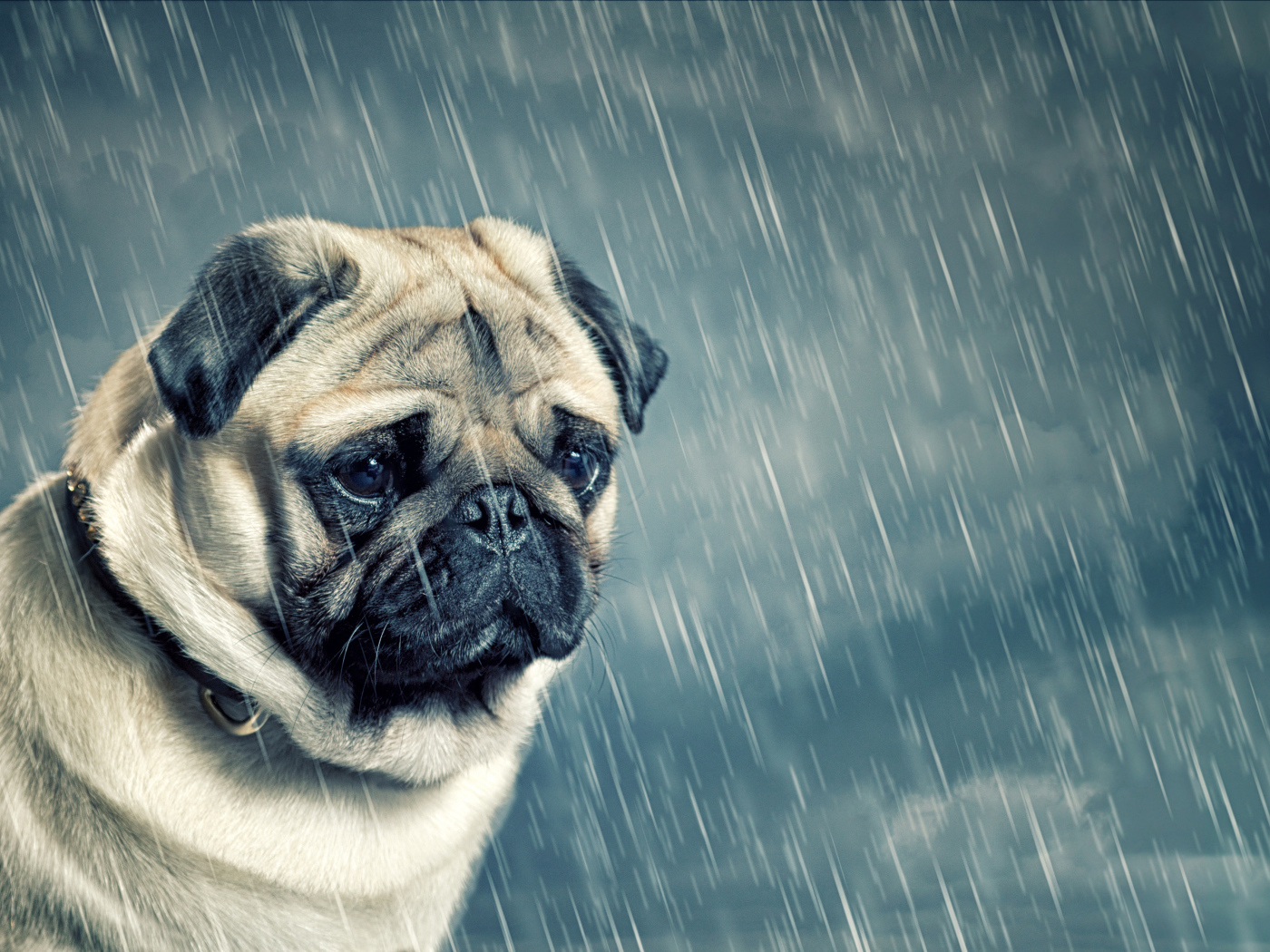 Грустный мопс под дождем
