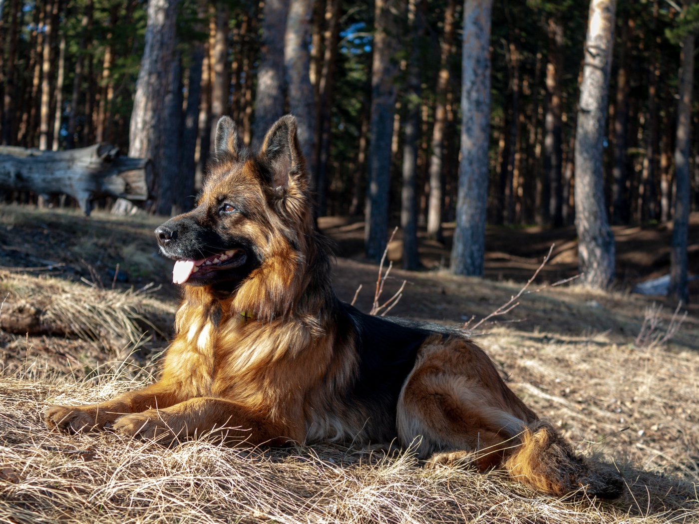 Овчарка с высунутым языком лежит на сухой траве в лесу