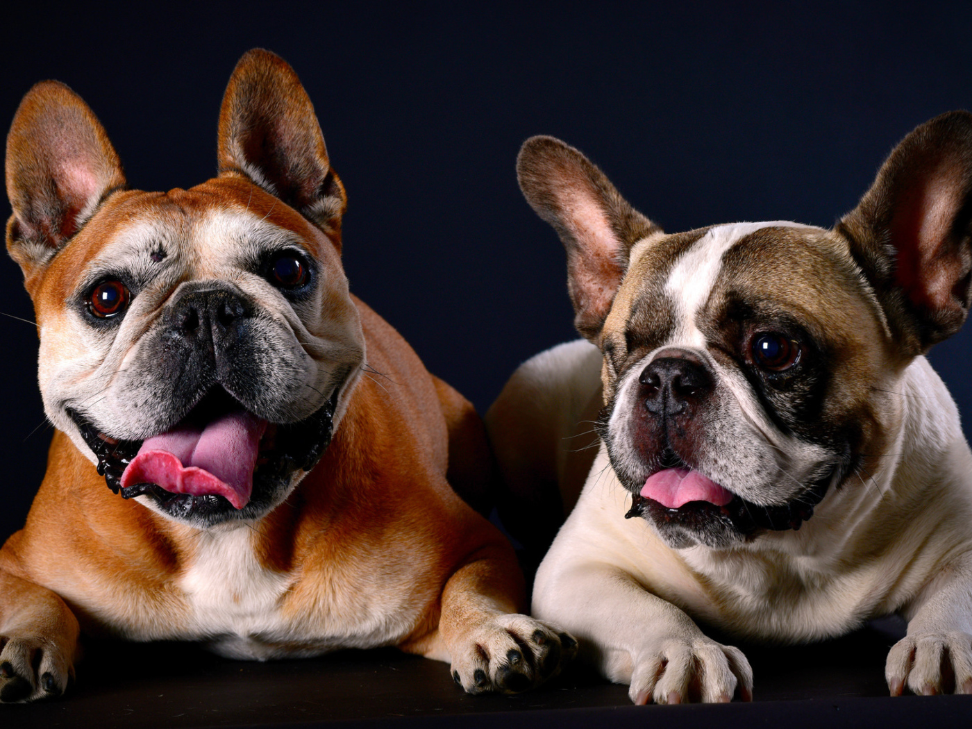 Two bulldogs lie on blue background