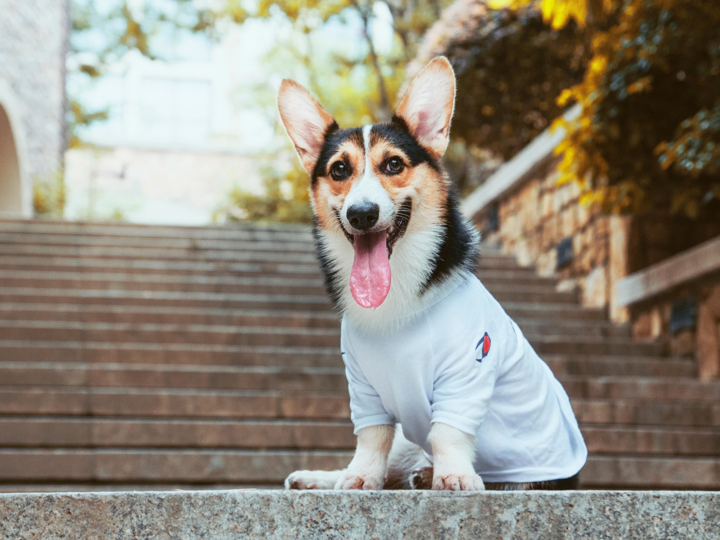 Вельш корги с высунутым языком сидит на ступеньках