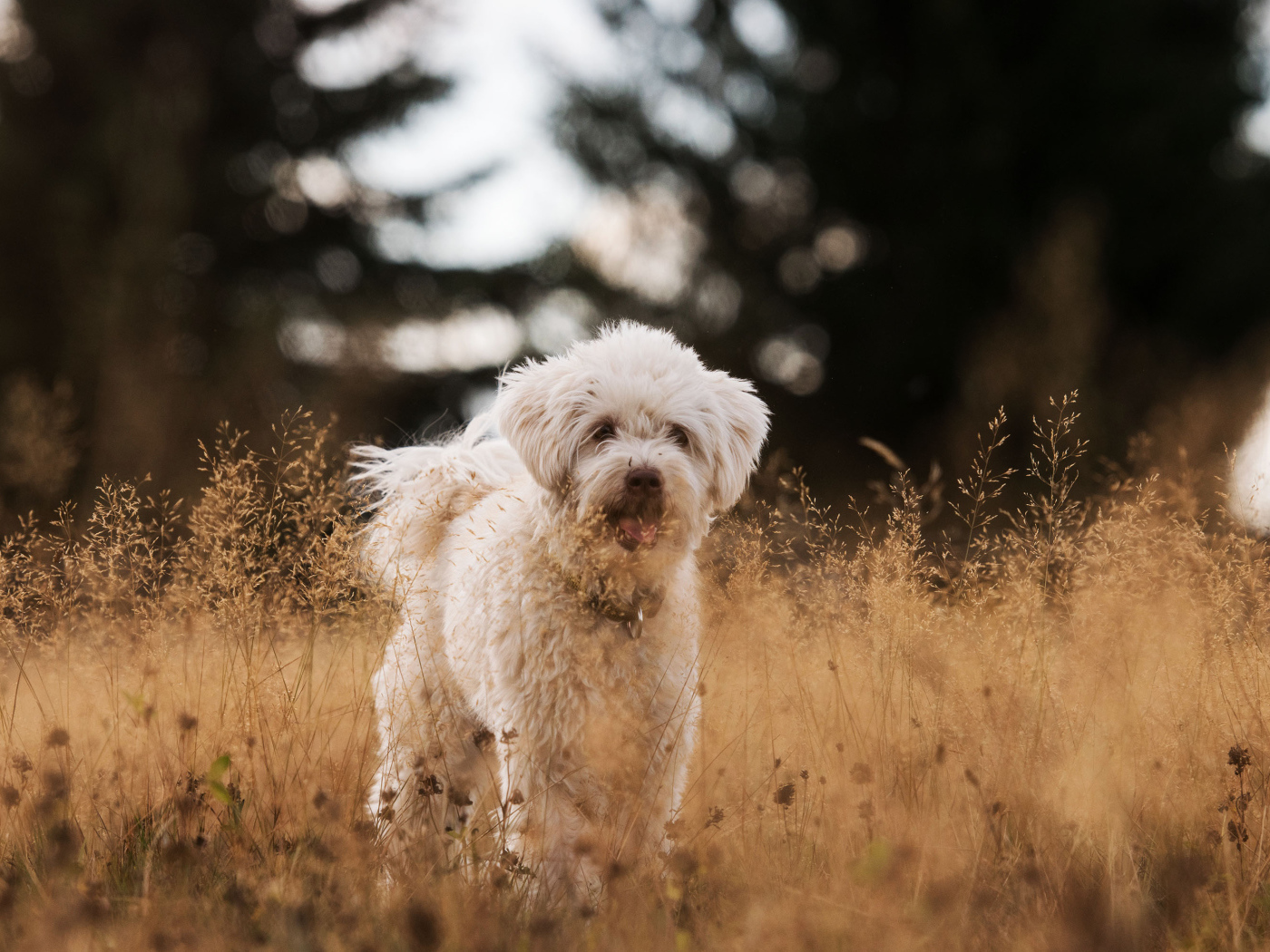 Белая пушистая породистая собака в траве