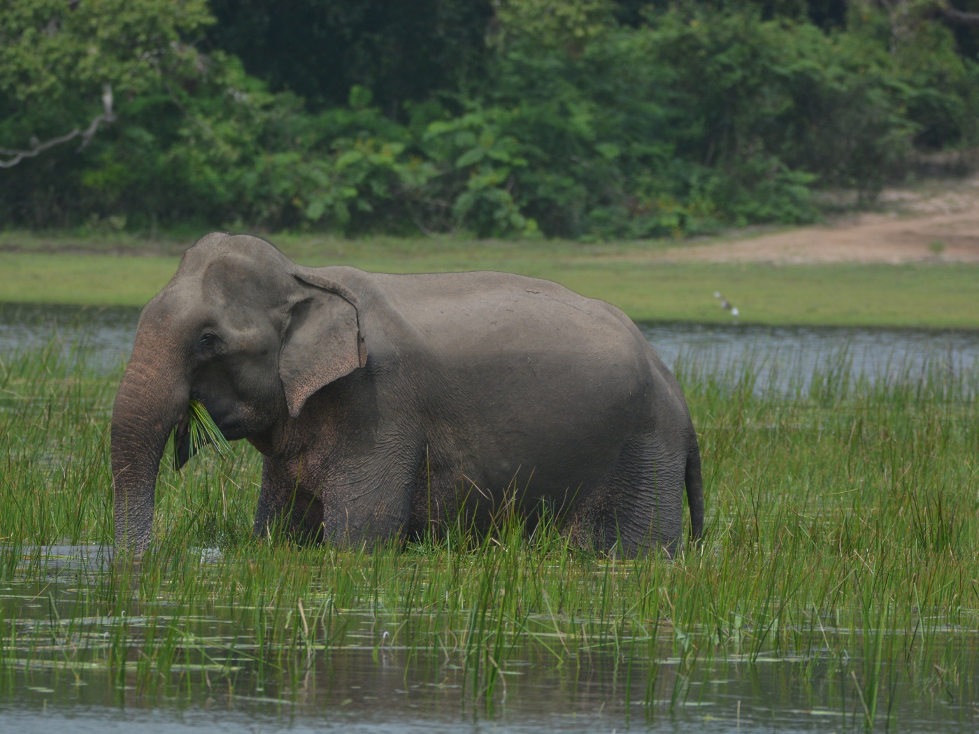 Серый слон стоит в воде с зеленой травой