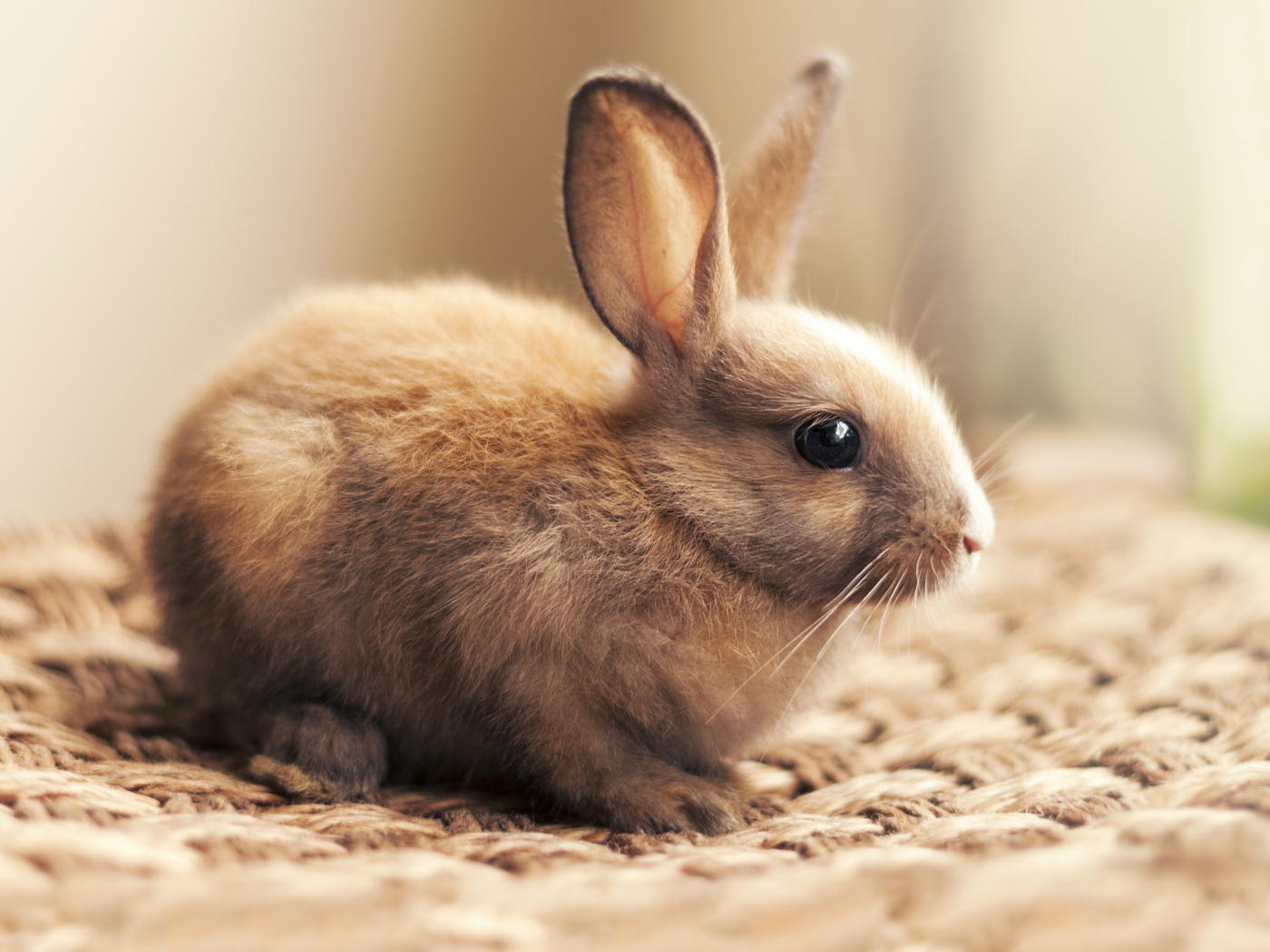 Маленький декоративный кролик крупным планом