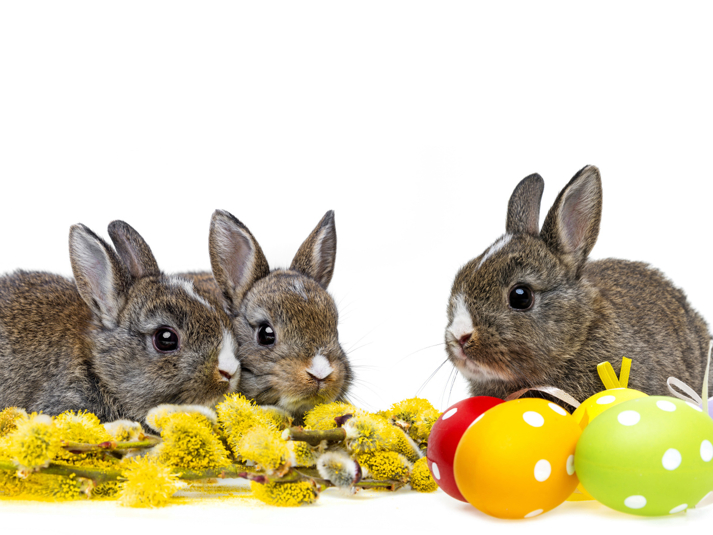 Little gray rabbits with a willow branch and painted eggs on a white background