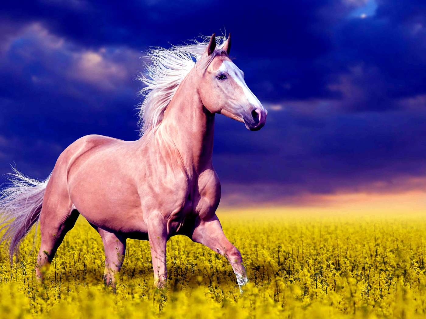 Красивая коричневая лошадь скачет по желтым цветам