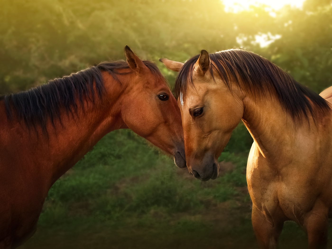 Пара красивых коричневых лошадей