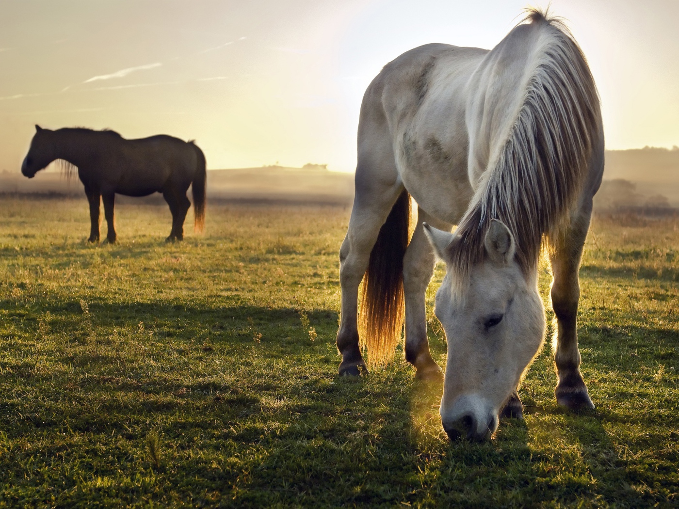 Две лошади пасутся на зеленой траве на рассвете 