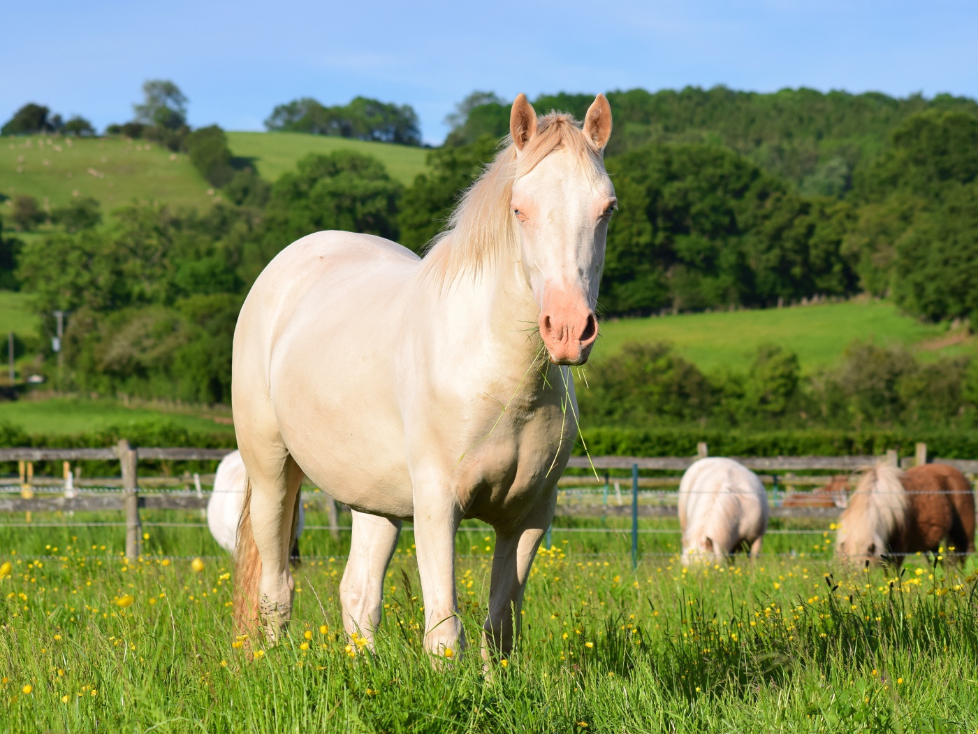 Белая лошадь пасется на ферме