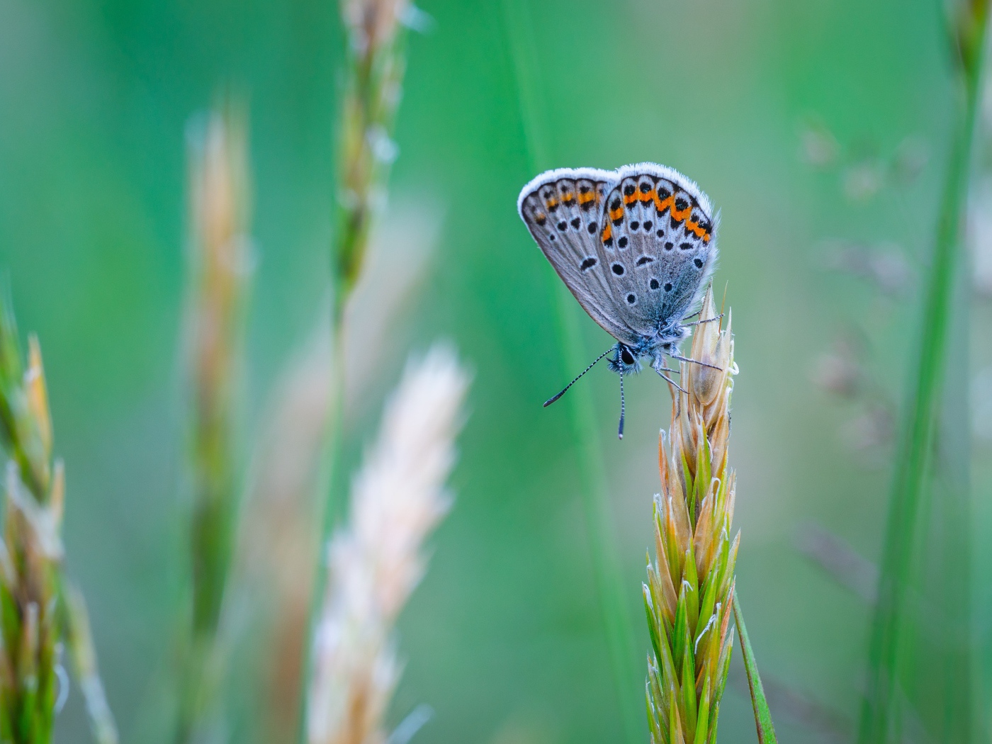 Красивая голубая бабочка сидит на колоске