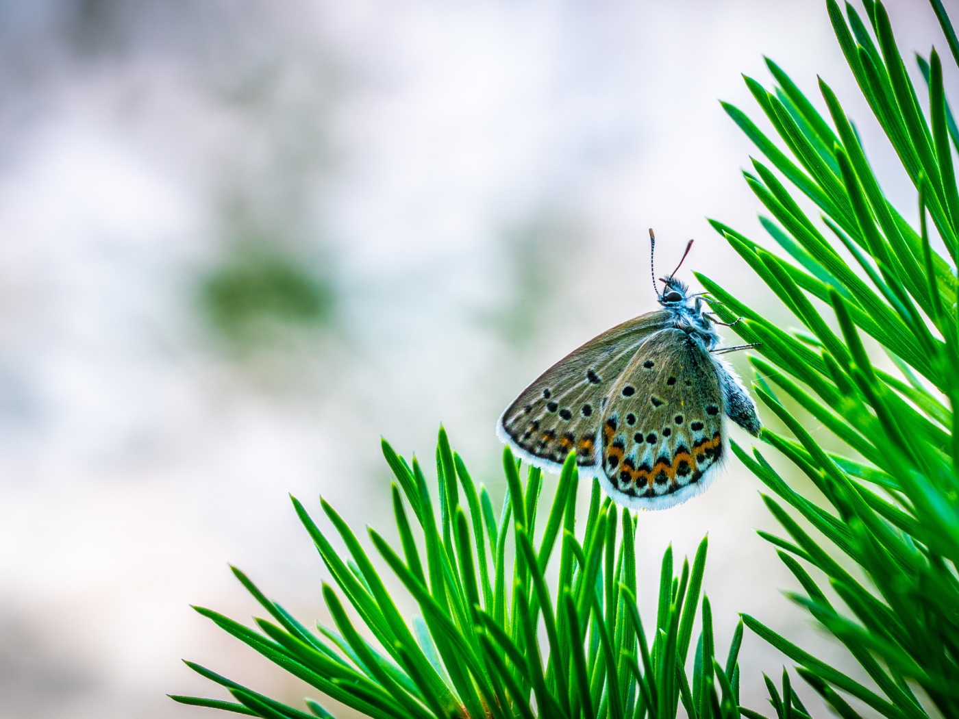 Бабочка сидит на зеленой ветке ели
